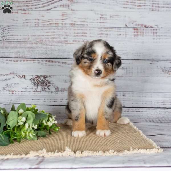 Tilly, Miniature Australian Shepherd Puppy